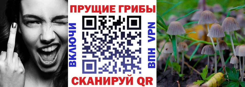 купить закладку  Вязьма  Псилоцибиновые грибы Psilocybe 